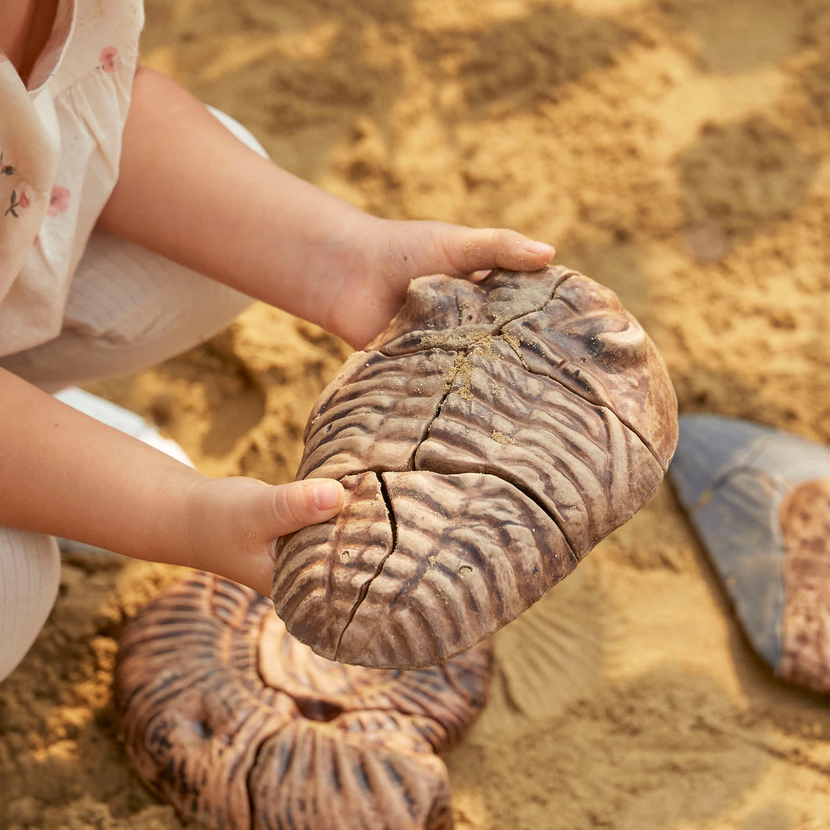300799 Magnetic Fossil 3D Puzzle Trilobite Lifestyle 4 | Trilobite