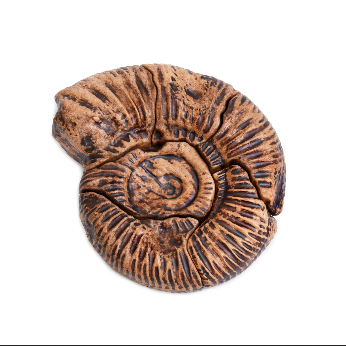 300798 Magnetic Fossil 3D Puzzle Ammonite Silo 2 | Ammonite