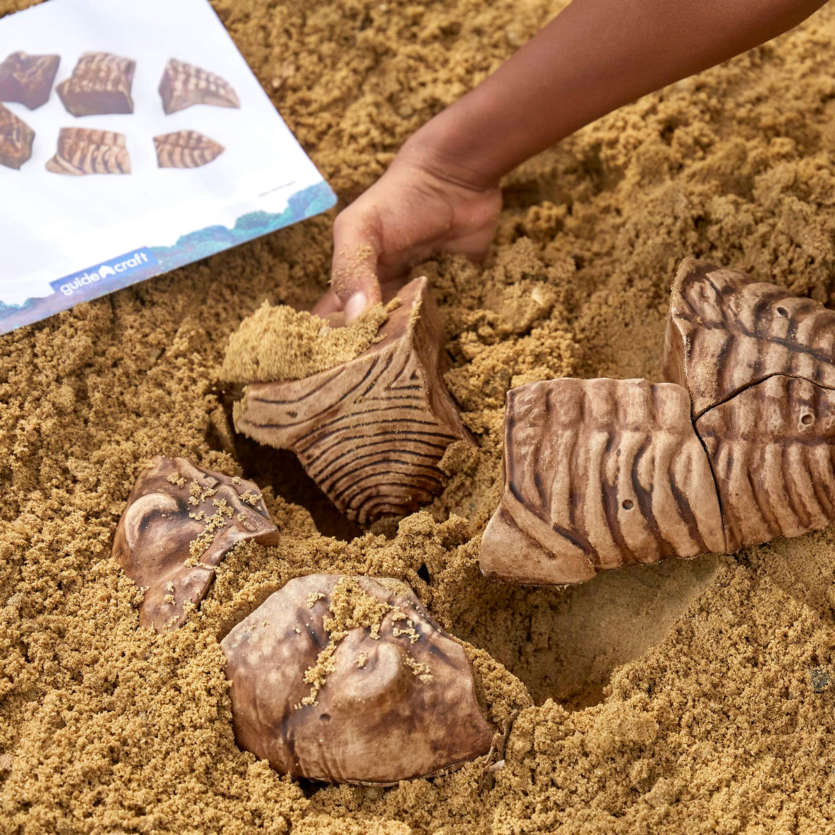 300799 Magnetic Fossil 3D Puzzle Trilobite Lifestyle 1 | Trilobite