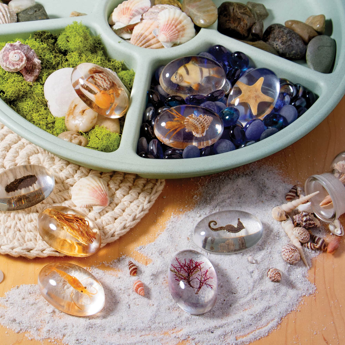G4501 KP Specimen Stones Sea Creatures Env 2 | Sea Creatures